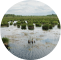 Olmanskie swamps